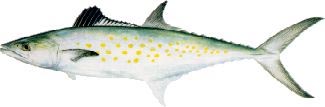 North Captiva Spanish Mackerel