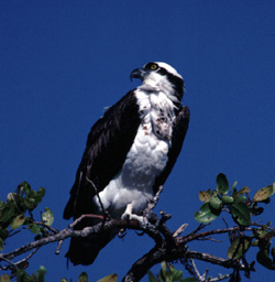 North Captiva Osprey