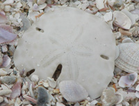 North Captiva Sand Dollar