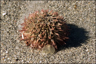 North Captiva Sea Urchin