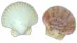 North Captiva Zigzag Scallop